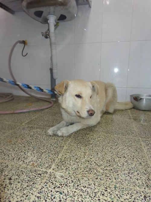 მეტისი უსახელო