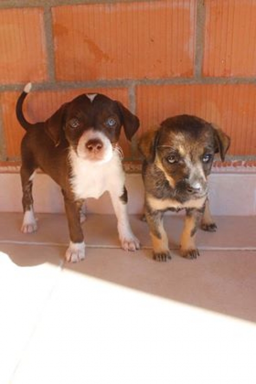 მეტისი უსახელო