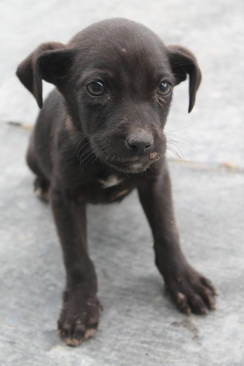 მეტისი უსახელო