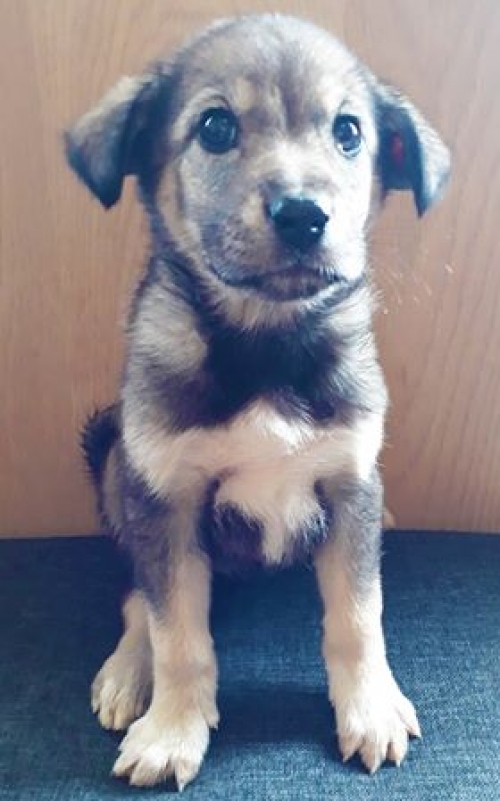 მეტისი უსახელო