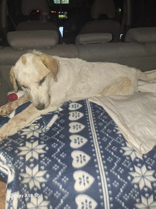 მეტისი ვარკეთილი ჯავა,ეთის ქჩ 10