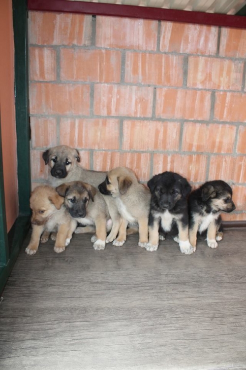 მეტისის ლეკვები უსახელო