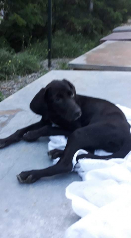 მეტისი უსახელო