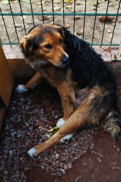 მეტისი უსახელო