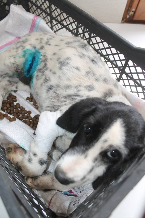 მეტისი უსახელო