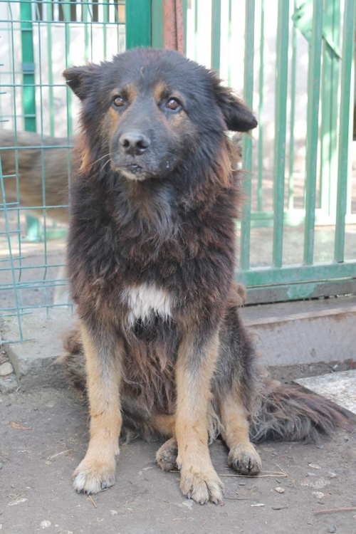 გერმანული ნაგაზის მეტისი უსახელო