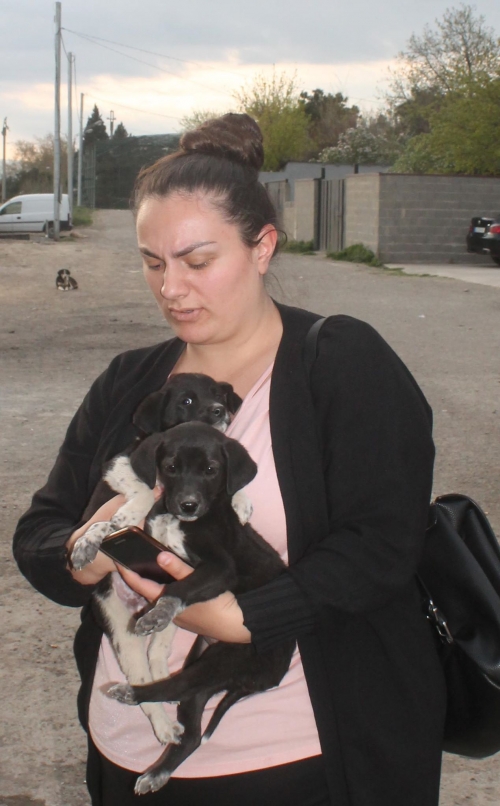 ქართული ქოფაკი უსახელო