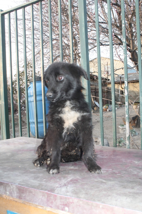 მეტისი უსახელო