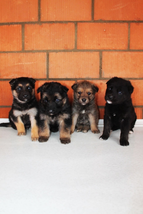 მეტისის ლეკვები უსახელო