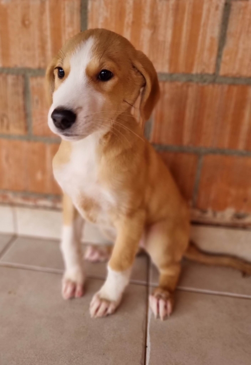 მეტისი უსახელო