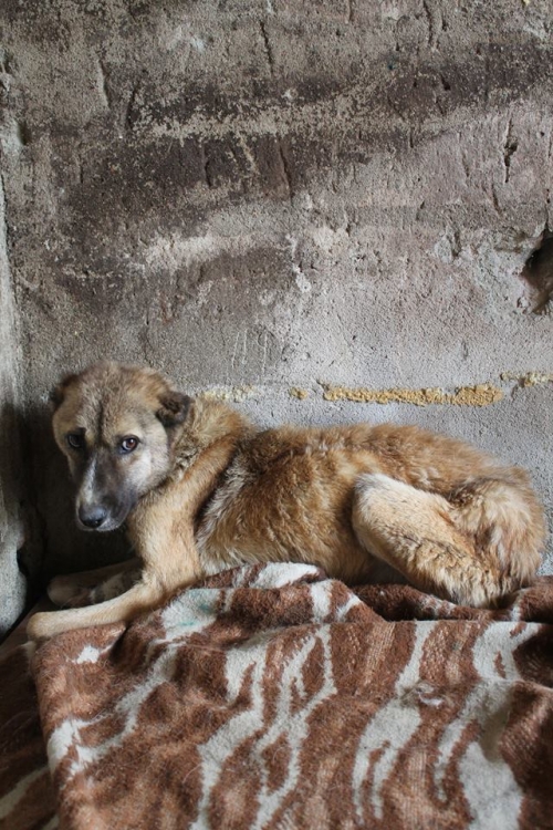 ქართული ქოფაკი უსახელო