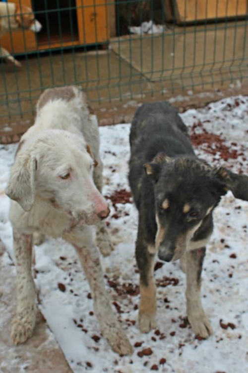 მეტისის ლეკვები უსახელო