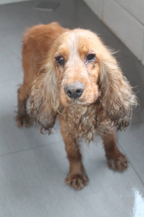 კოკერსპანიელი უსახელო