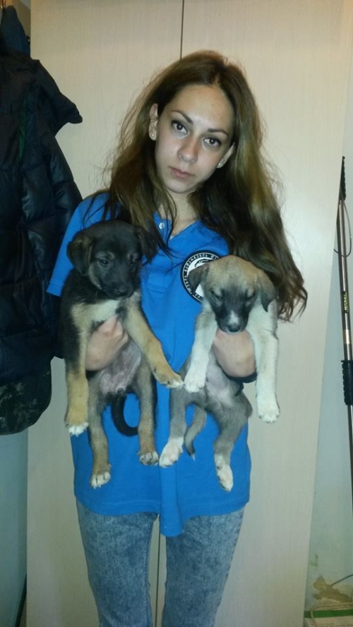 მეტისის ლეკვები უსახელო