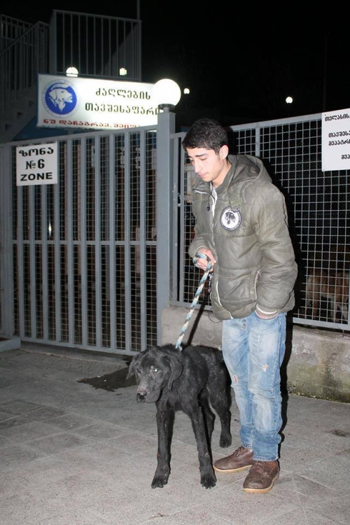 ლაბრადორი ბაბი