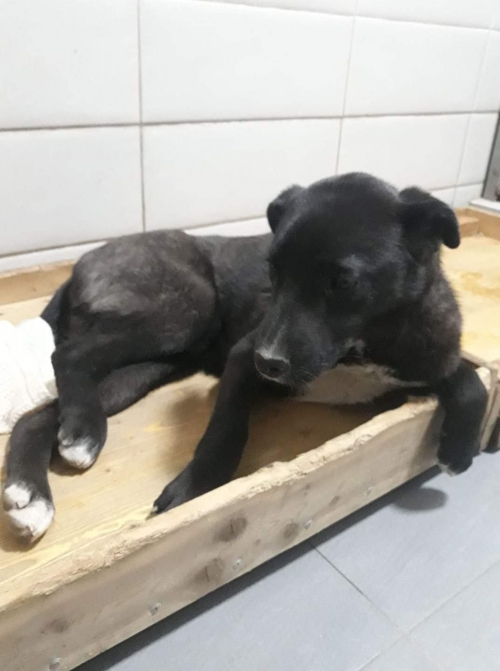 მეტისი ჯავახეთის ქჩ.