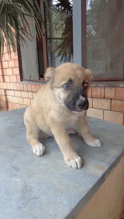 ქართული ნაგაზი ბომბორა