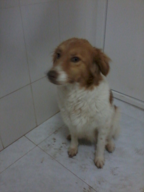 მეტისი უსახელო