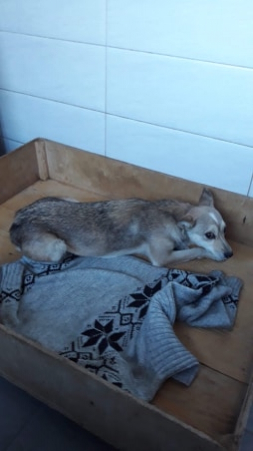 მეტისი სუსუნა