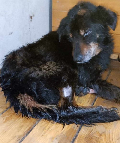 მეტისი გადმოყვანილია მუნიციპალური თავშესაფრიდან