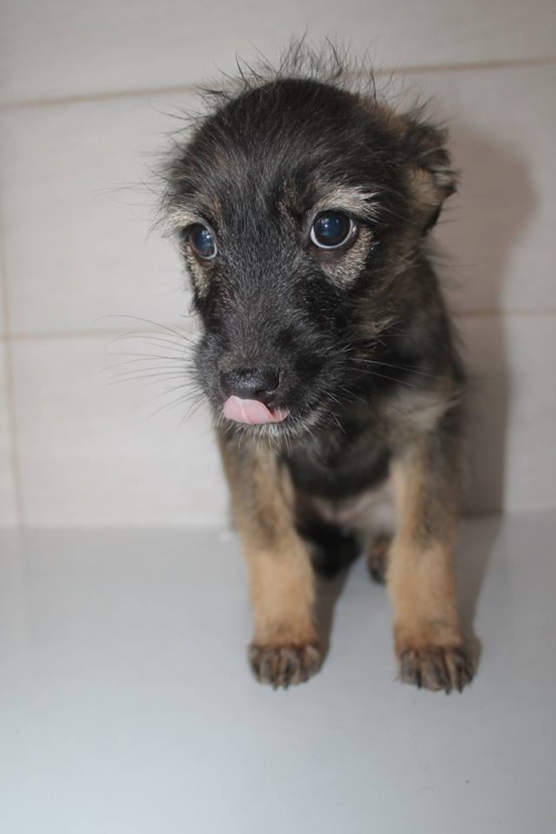 ბალონკის მეტისი უსახელო