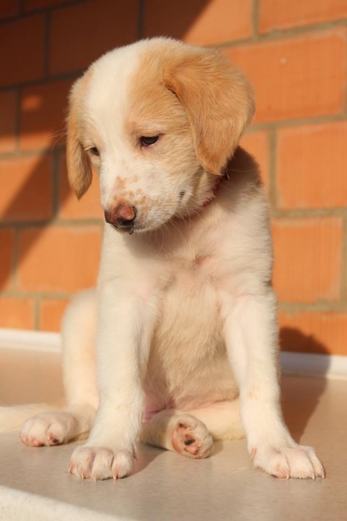 მეტისი ლოლა