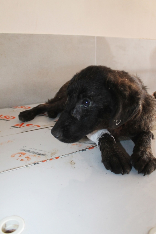 მეტისი უსახელო