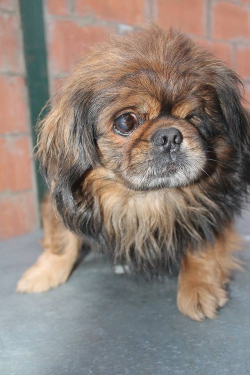 პეკინესი უსახელო