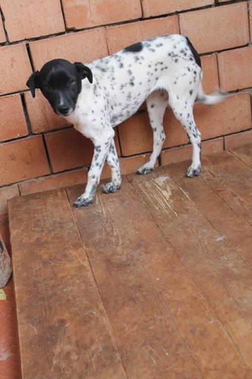 მეტისი უსახელო