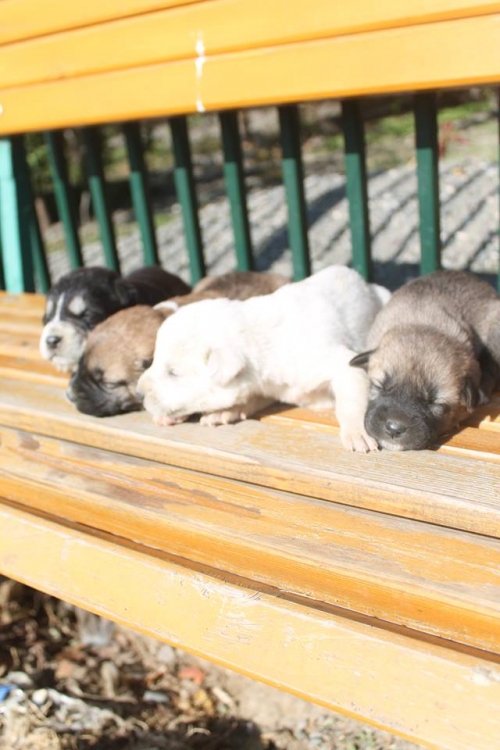 მეტისის ლეკვები უსახელო