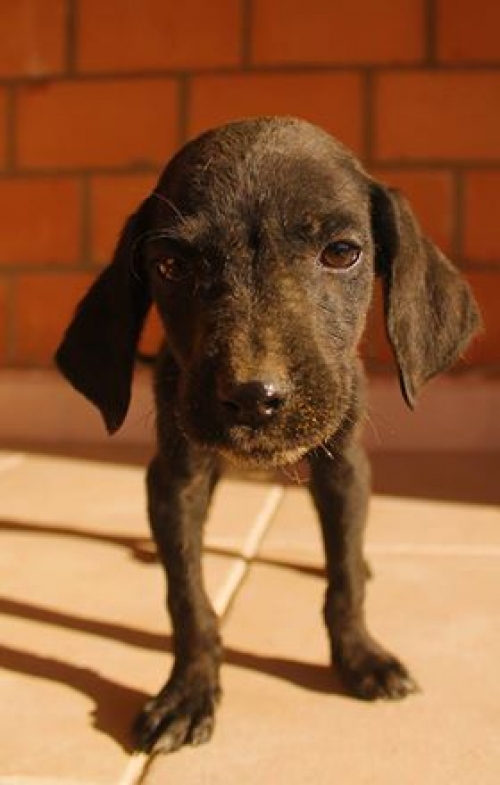 მეტისი უსახელო