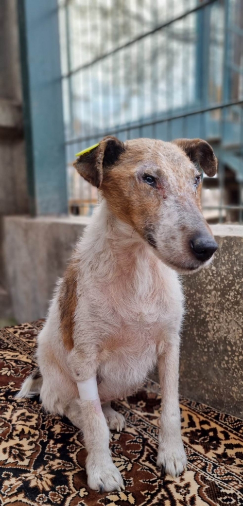 ჯეკ რასელ ტერიერი ვარკეთილის მე 3 მასივი