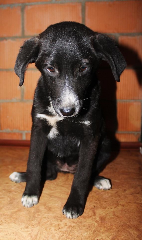 მეტისი უსახელო