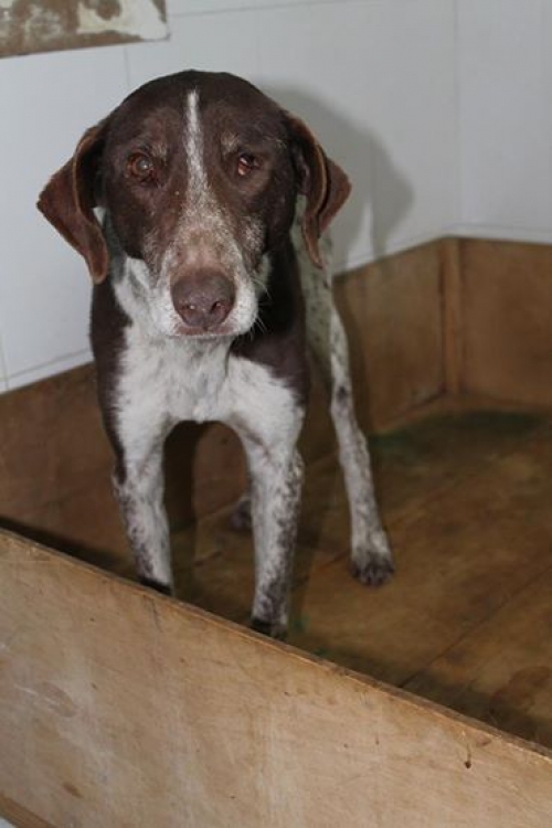 კურცხაარი უსახელო