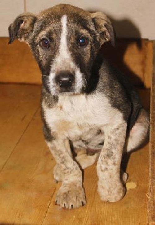 ქართული ქოფაკი უსახელო