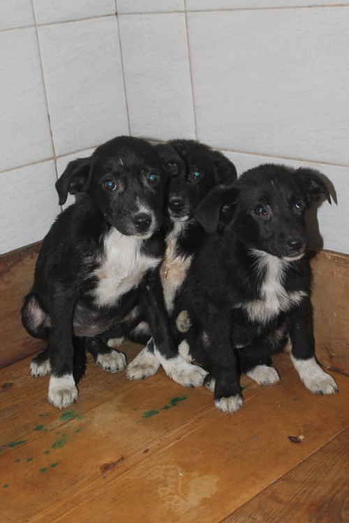 მეტისის ლეკვები უსახელო