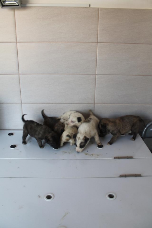 მეტისის ლეკვები უსახელო