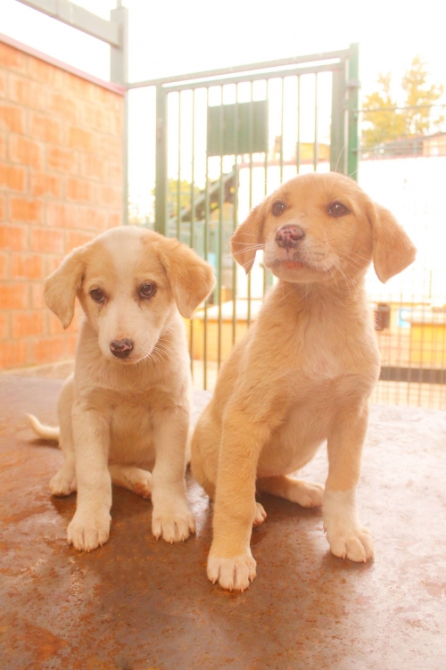 ქართული ქოფაკი უსახელო