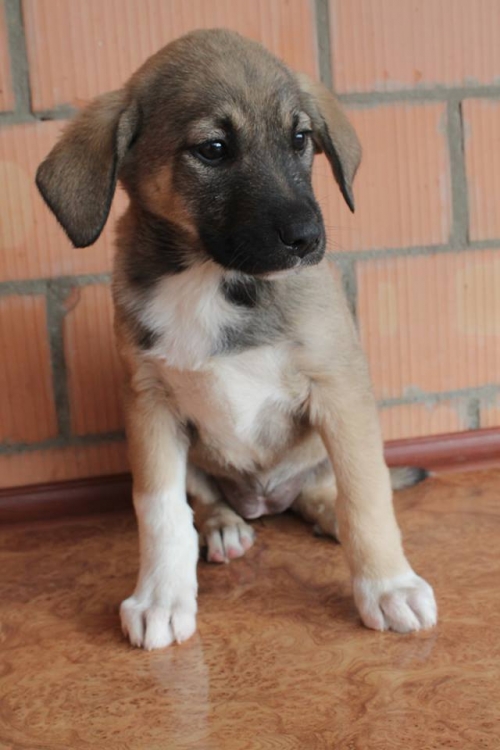 მეტისი ჯეკა