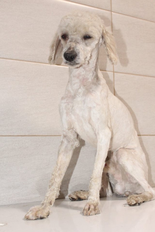 პუდელი უსახელო