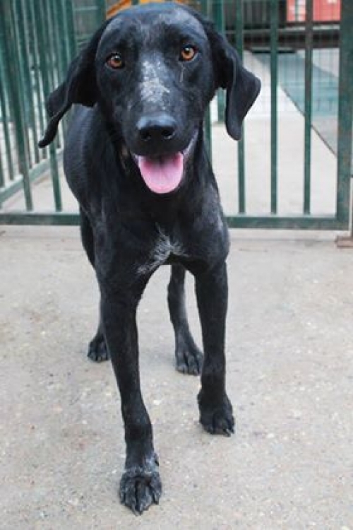 მეტისი უსახელო