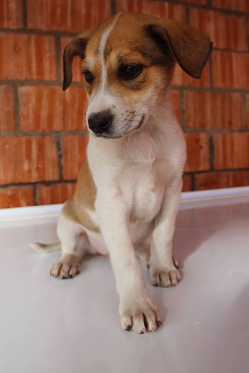 მეტისი უსახელო