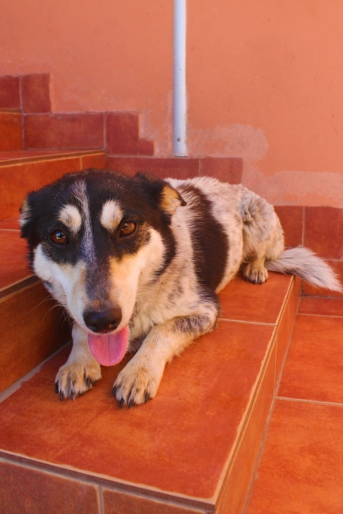 მეტისი უსახელო