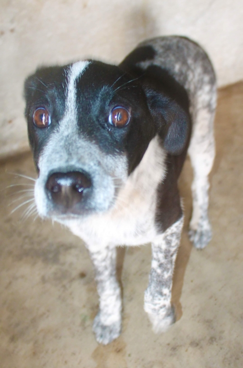 მეტისი გოგუცა