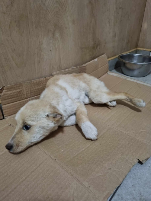 მეტისი ნაპოვ ია კაიროზე