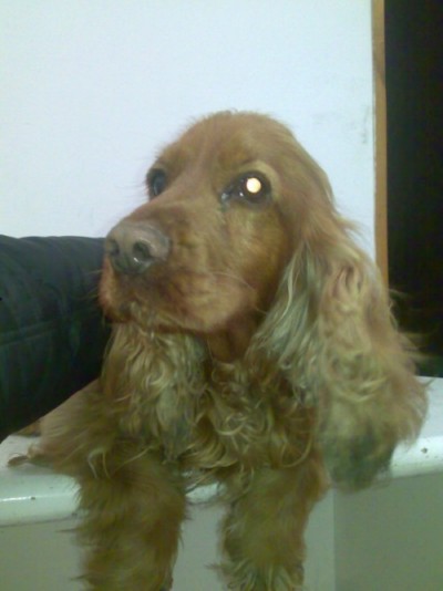 * გაჩუქებულები