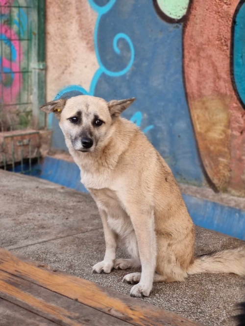 მეტისი ქ.რუსთავი მე 19 მკრ.მე 8 კრპ.