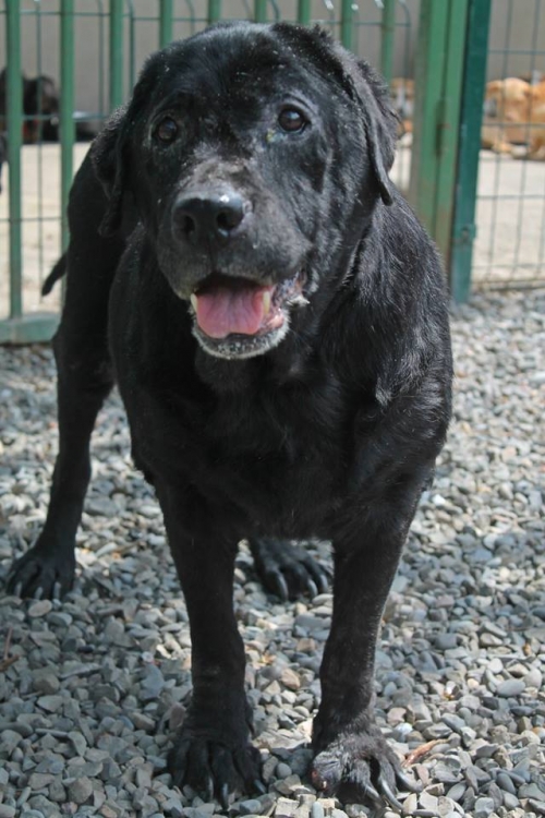 ლაბრადორი სამანტა