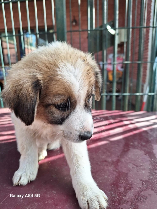 მეტისი დატოვეს თავშესაფრის კარებთან