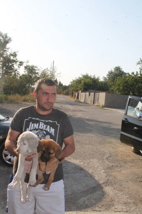 მეტისის ლეკვები უსახელო